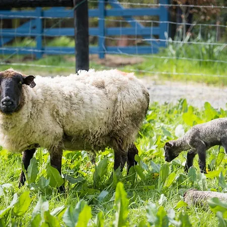 Marianne At Johnsfort Raistin