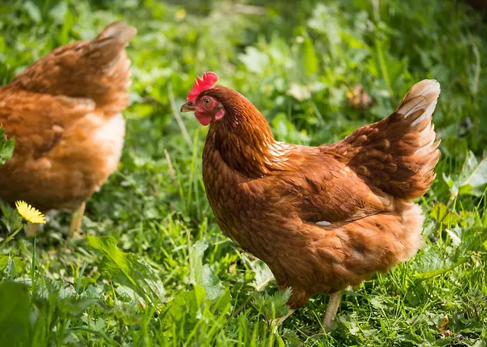 Marianne At Johnsfort Raistin