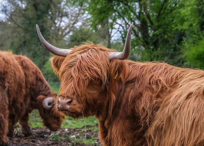 Marianne At Johnsfort Ferienhaus *